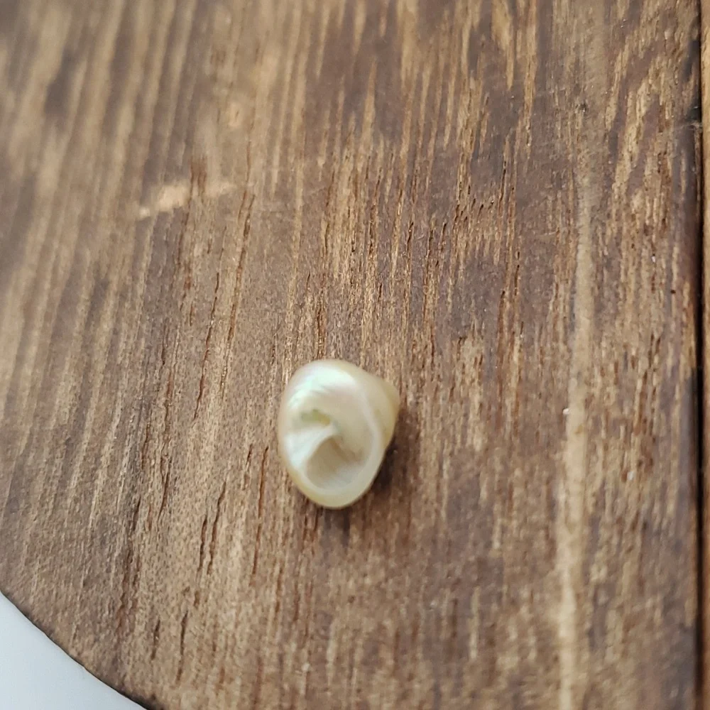 Mother of pearl delicate shell charm‎ bead